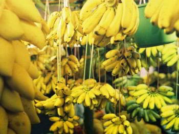 Cluster bananero para el desarrollo económico del Valle del Chira en Perú