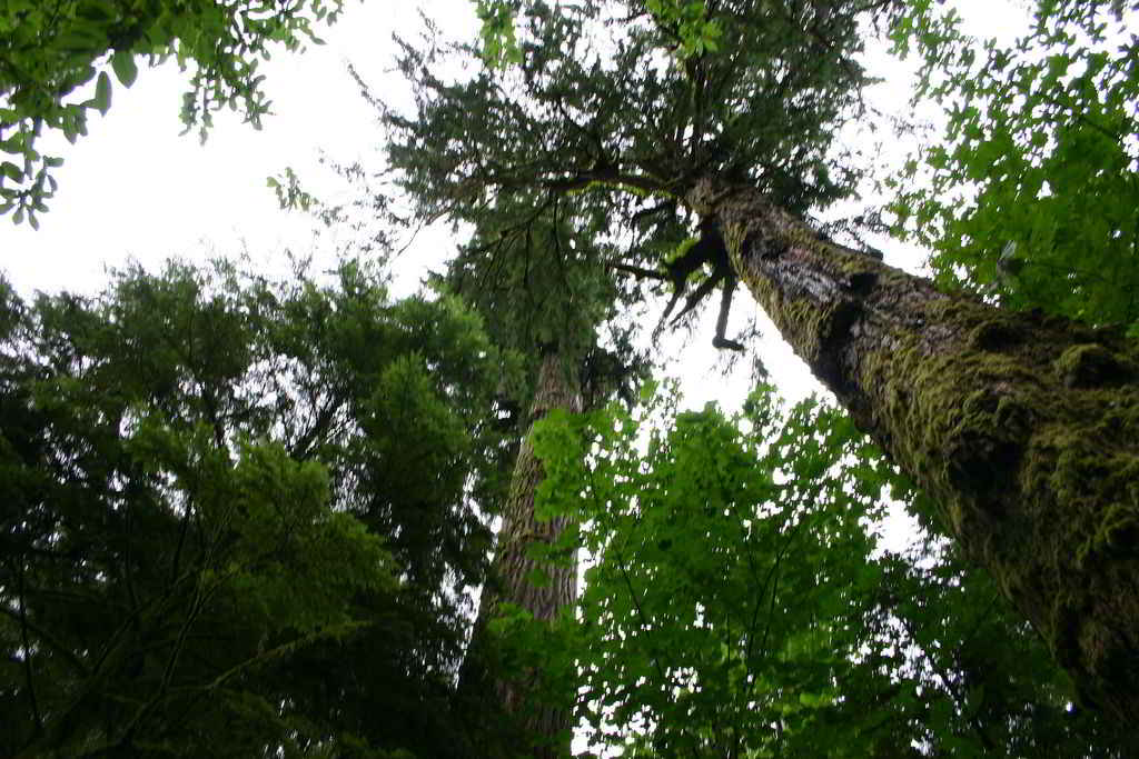 Desarrollo y manejo de bosques secundarios latifoliados • gestiopolis