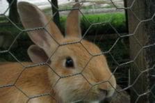 Cría de conejos, alternativa económica en las PyMEs agrícolas. Valle del Cauca, Colombia